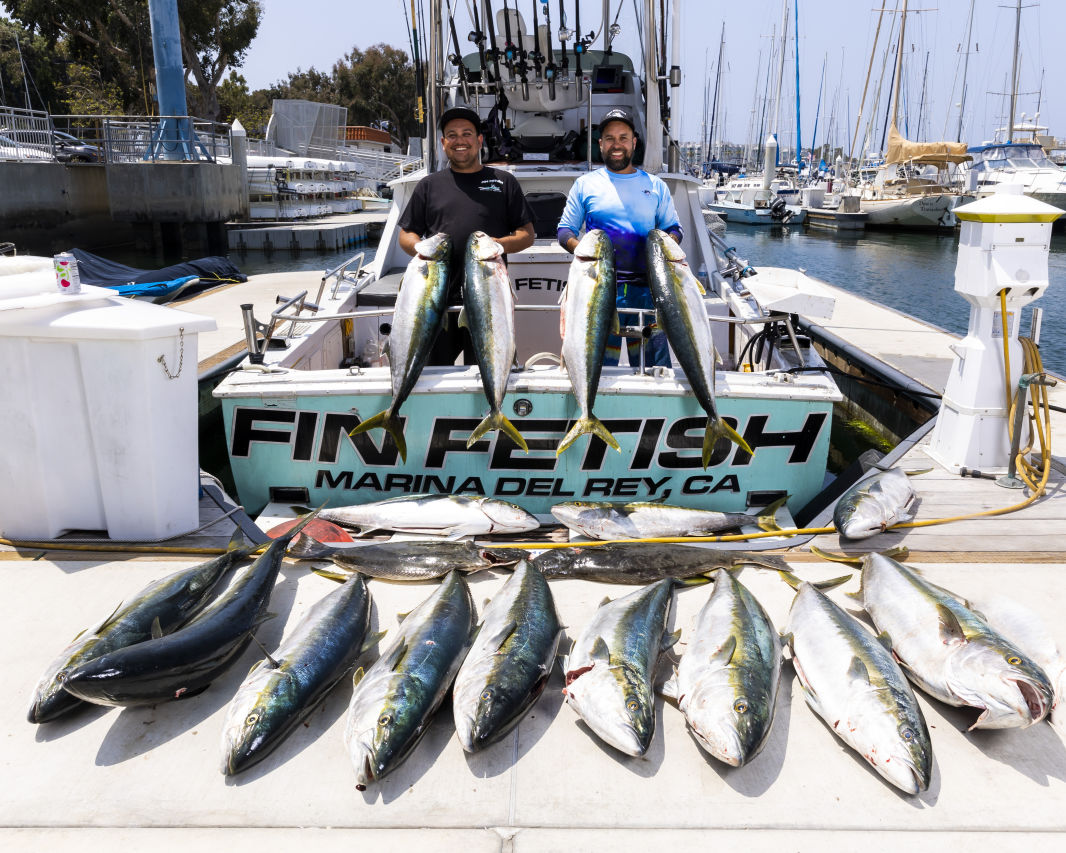 Fin Fetish Yellowtail 5 3 22-6